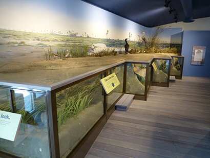live diorama inside the learning center