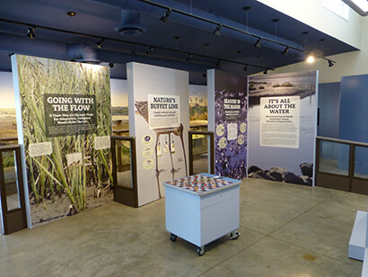 interactive displays about the marsh, its plants and animals