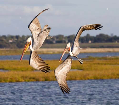 two birds flying over a marsh